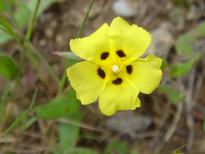 Halimium halimifolium